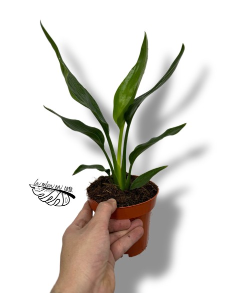 Strelitzia reginae