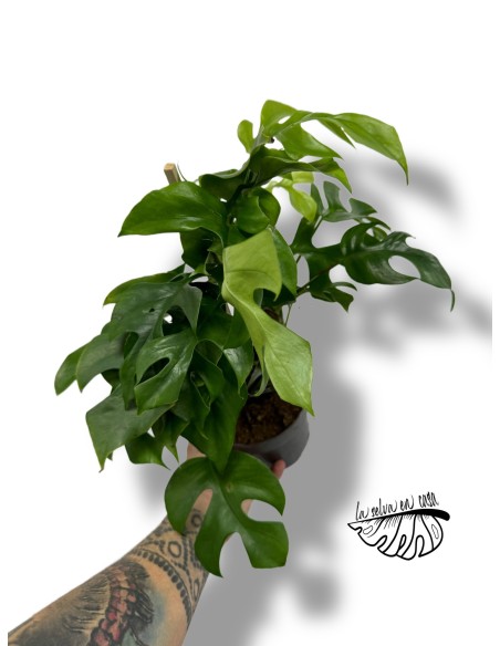 Monstera minima