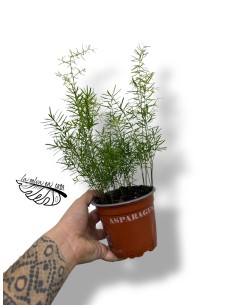 Asparagus Plumosus