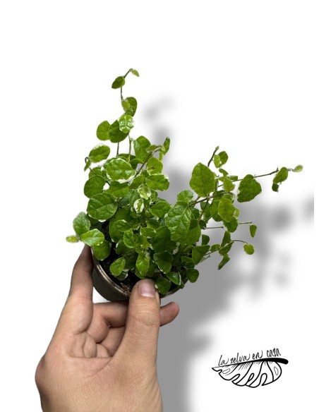 Ficus pumila White Sunny