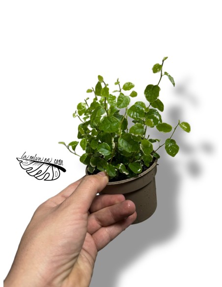 Ficus pumila White Sunny