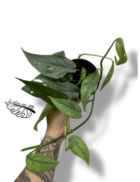 Epipremnum Pinnatum 'Cebu Blue'