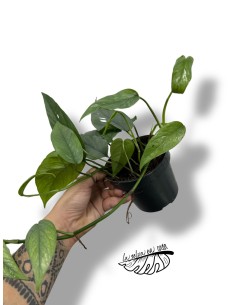 Epipremnum Pinnatum 'Cebu Blue'