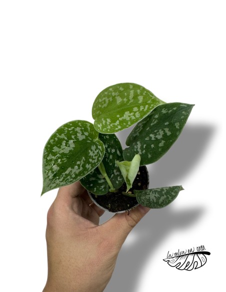 Scindapsus pictus argyraeus