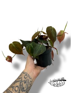 Philodendron hederaceum ‘Micans’