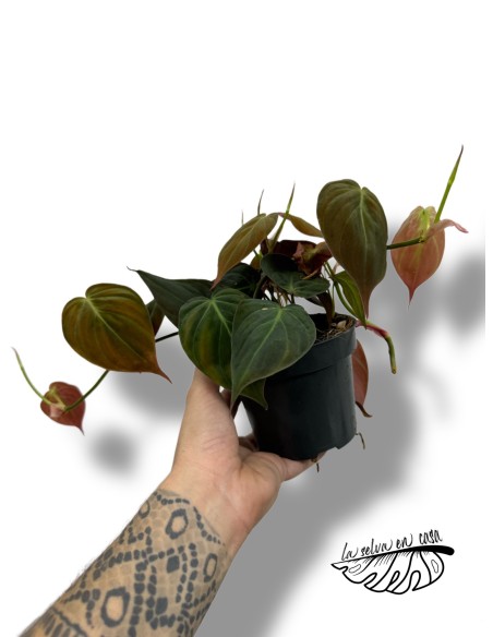Philodendron hederaceum ‘Micans’