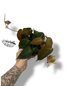 Philodendron hederaceum ‘Micans’ 2