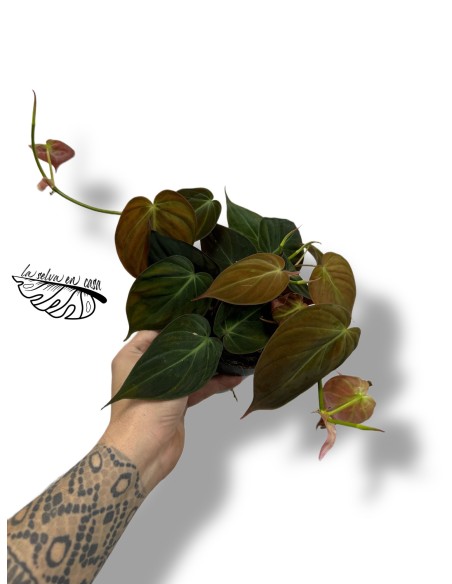 Philodendron hederaceum ‘Micans’
