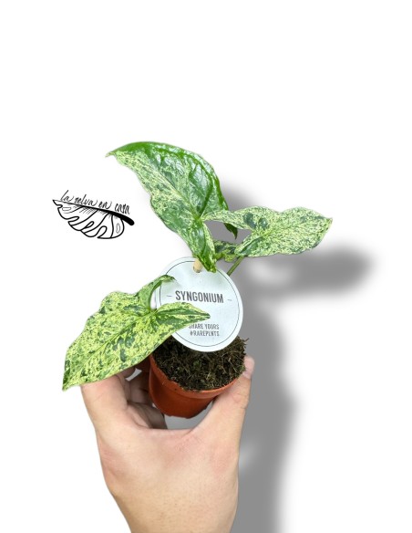 Syngonium MOTTLED