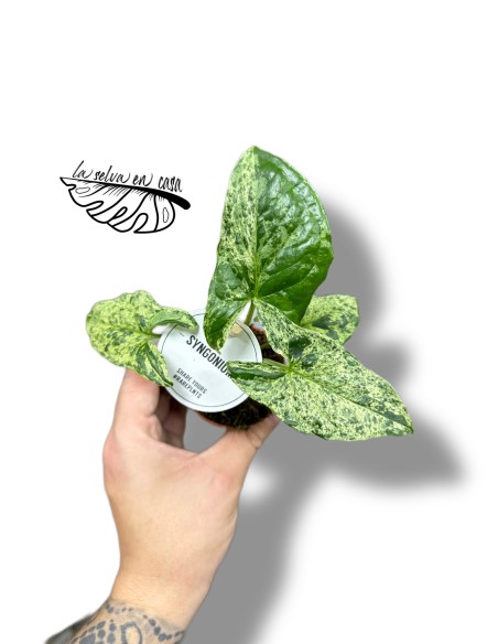 Syngonium MOTTLED