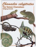 Chamaeleo calyptratus. El camaleón de Yemen