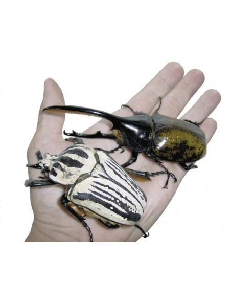 Giant Beetles of the Genera Dynastes and Megasoma