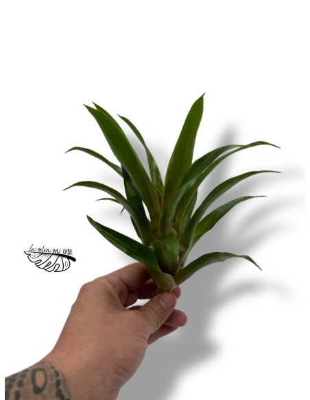 Vriesea Conchita