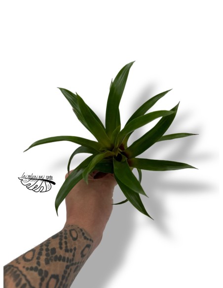 Vriesea Conchita