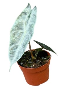 Alocasia Longiloba Silver SMALL 2