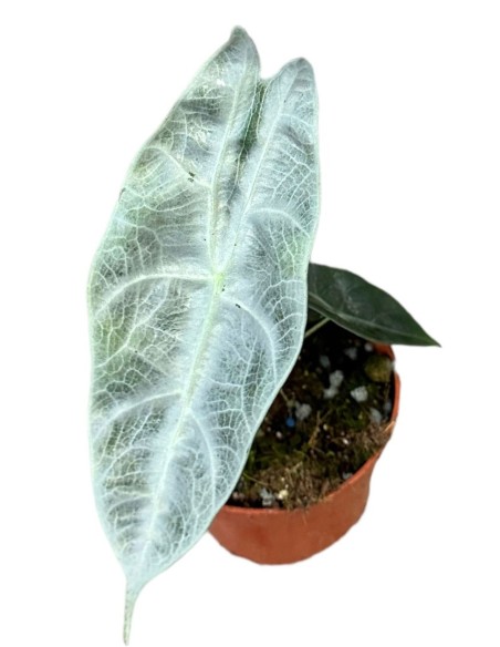 Alocasia Longiloba Silver SMALL