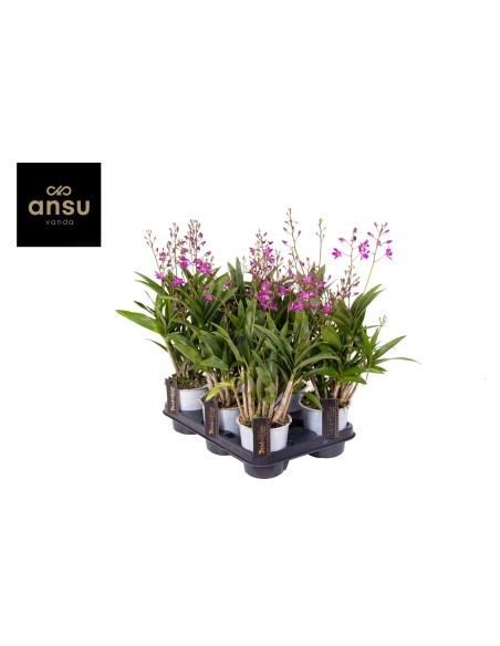 Dendrobium Berry Oda