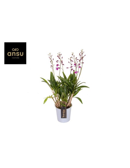 Dendrobium Berry Oda