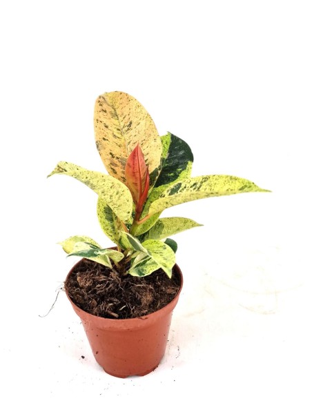 Ficus elastica ‘Shivereana Moonshine’