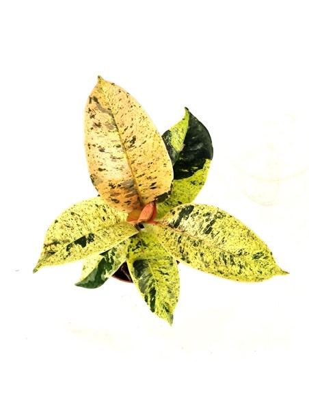 Ficus elastica ‘Shivereana Moonshine’