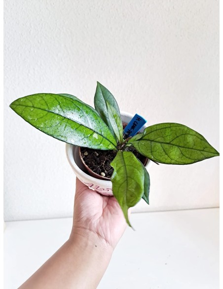Hoya Crassipetiolata MEDIUM