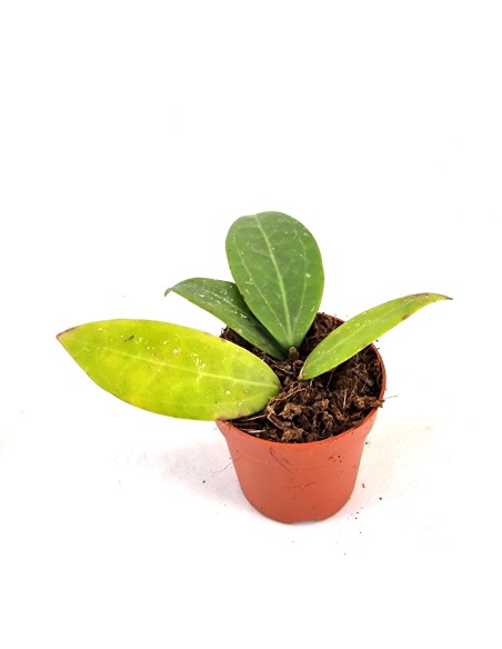 Hoya Pallida Bogor SMALL