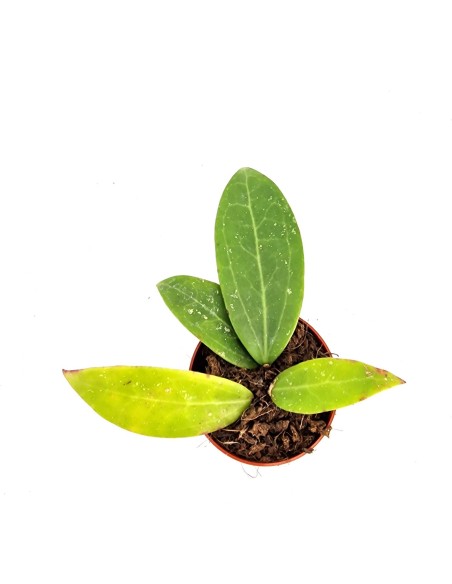 Hoya Pallida Bogor SMALL