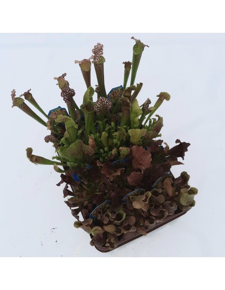 Sarracenia MIX 9 cm