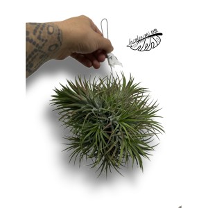 Tillandsia ionantha Magic Ball