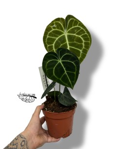 Anthurium clarinervium