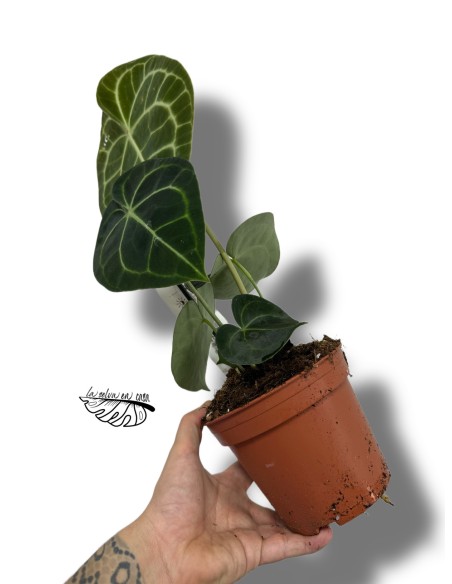 Anthurium clarinervium