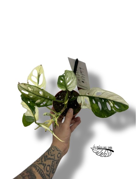 Monstera adansonii 'Variegata'