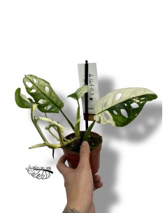 Monstera adansonii 'Variegata'