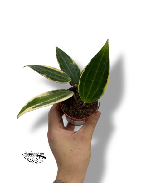 Hoya Macrophylla Variegata SMALL