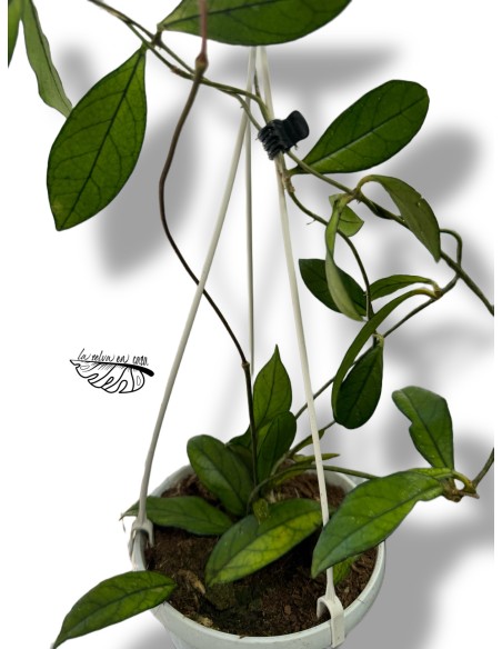 Hoya Crassipetiolata MEDIUM