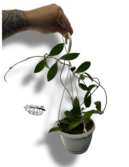 Hoya Crassipetiolata MEDIUM