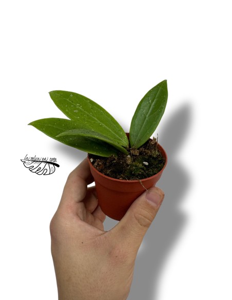 Hoya Pallida Bogor SMALL