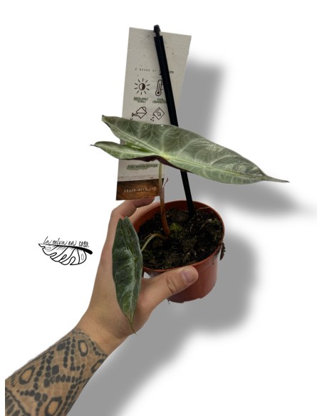 Alocasia Longiloba Silver SMALL