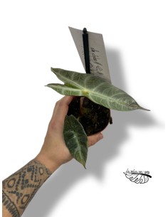 Alocasia Longiloba Silver SMALL