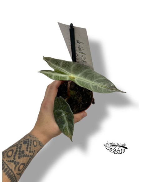 Alocasia Longiloba Silver SMALL