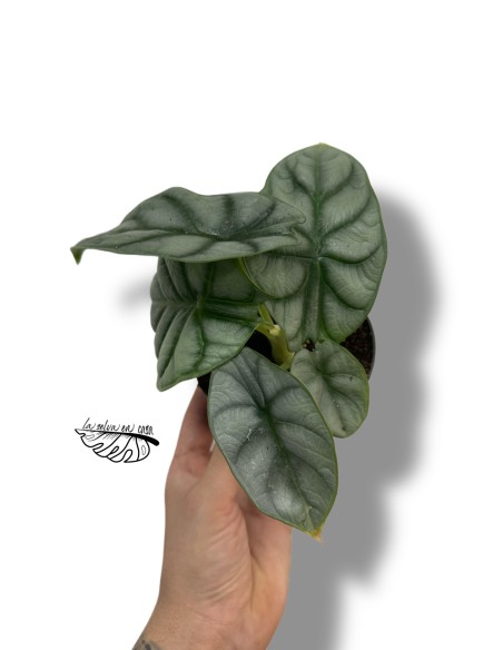 Alocasia 'Silver Dragon'