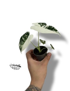 Alocasia micholitziana Frydek Variegata