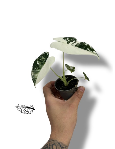 Alocasia micholitziana Frydek Variegata