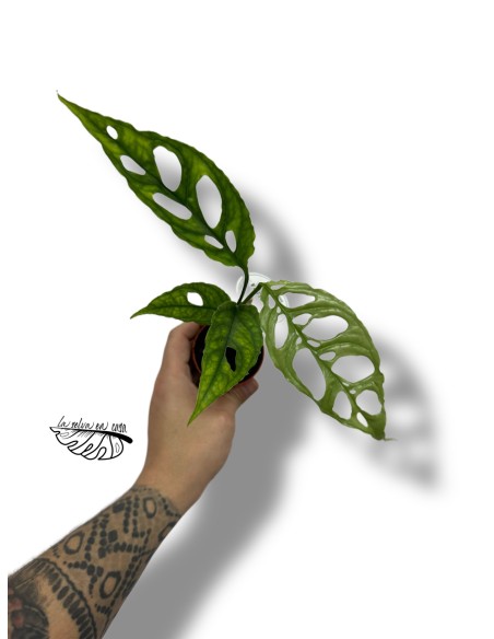 Monstera obliqua 'Peru'
