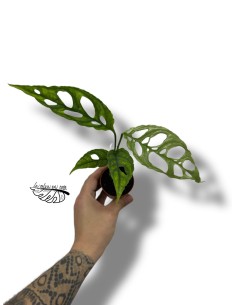 Monstera obliqua 'Peru'
