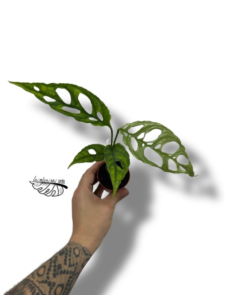 Monstera obliqua 'Peru'
