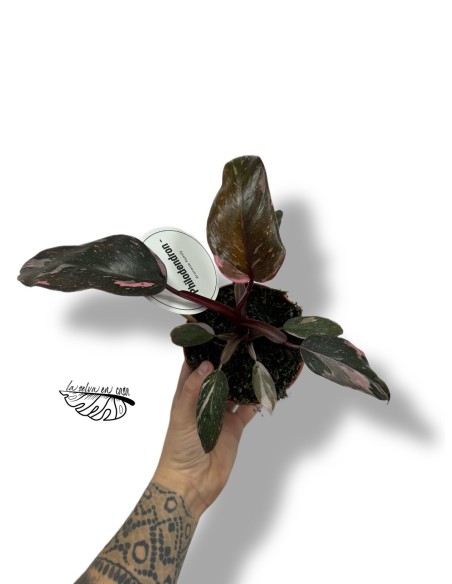 Philodendron Burgundy Princess
