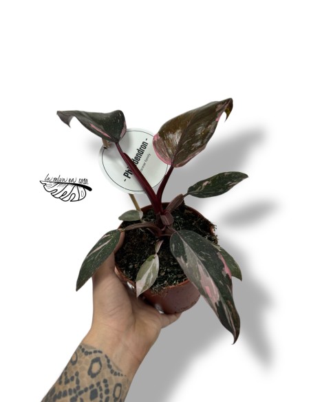 Philodendron Burgundy Princess