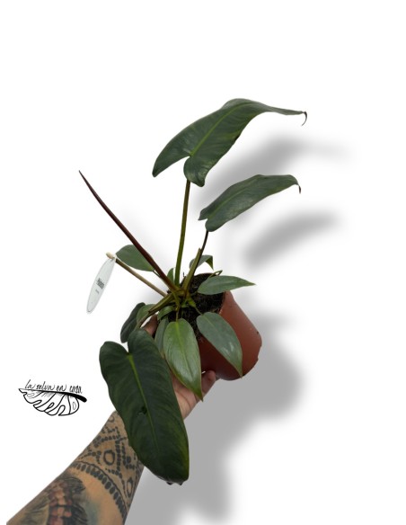 Philodendron atabapoense L