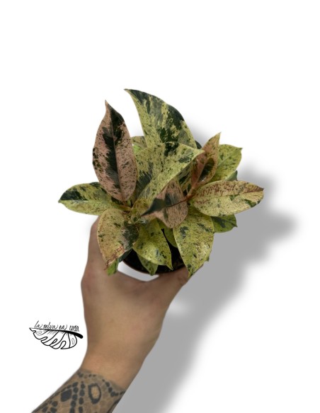 Ficus elastica ‘Shivereana Moonshine’